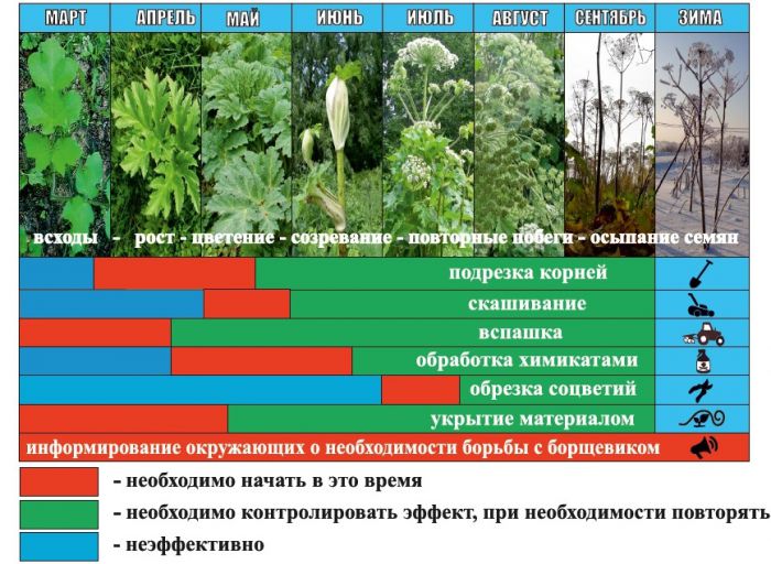 Борьба с борщевиком